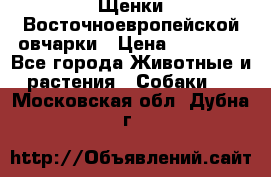 Щенки Восточноевропейской овчарки › Цена ­ 25 000 - Все города Животные и растения » Собаки   . Московская обл.,Дубна г.